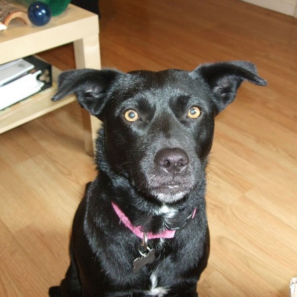 Meet your Posher, Nicky